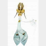 01 Epiblema tussilaginana w