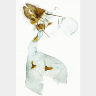 Epiblema tussilaginana w