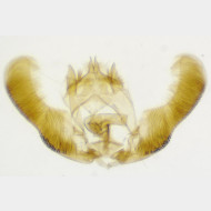 Epinotia immundana m3