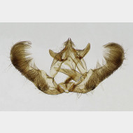 00 Epinotia tenerana m