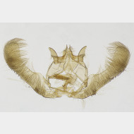 000 Epinotia tenerana m5