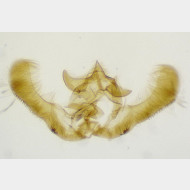 Epinotia tenerana m2