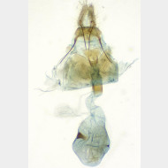 Epinotia tenerana w3