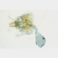 Epinotia tenerana w