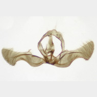 Eucosma aspidiscana m v2