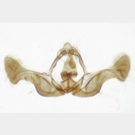 Eucosma aspidiscana m