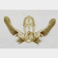 00 Eudemis porphyrana m