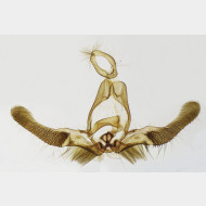 01 Eudemis porphyrana m