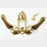 02 Eudemis porphyrana m