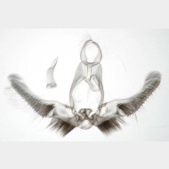 Eudemis porphyrana m