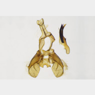 Falseuncaria ruficiliana m