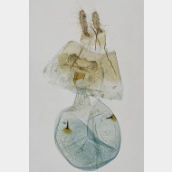 02 Gibberifera simplana w