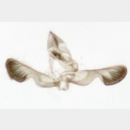 Grapholita compositella m