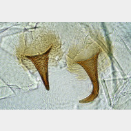 02 Aspila molesta w signum