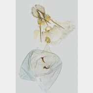 Gypsonoma minutana w