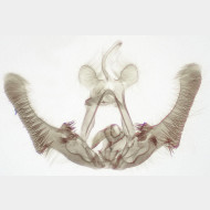 Hedya atropunctana m