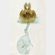 01 Hedya atropunctana w