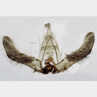 03 Hedya nubiferana m