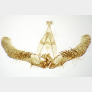 04 Hedya nubiferana m