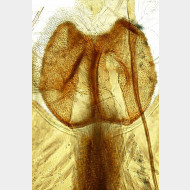 Hedya nubiferana w ostium
