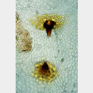 02 Hedya ochroleucana w signum