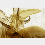 Lobesia reliquana m a