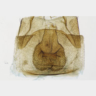 01 Lobesia reliquana w antrum