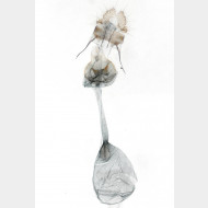 Lobesia reliquana w2