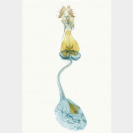 Lobesia virulenta w v2