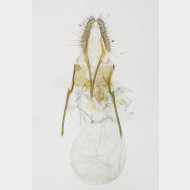 01 Neocochylis dubitana w
