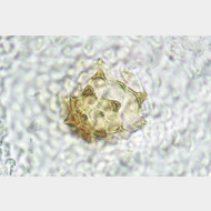02 Orthotaenia undulana w signum