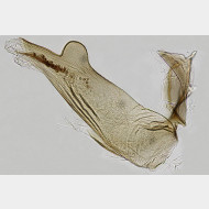 01 Pammene giganteana m