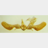 Pammene giganteana m1