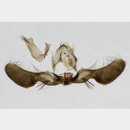 00 Pammene giganteana m