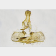 Paramesia gnomana m