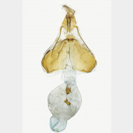 00 Pelochrista caecimaculana w