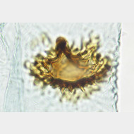 02 Phiaris stibiana w signum