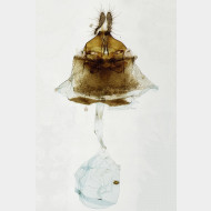 00 Phiaris stibiana w