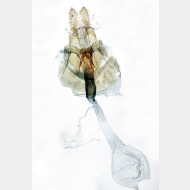 Phiaris umbrosana w