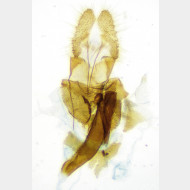 Phiaris umbrosana ww