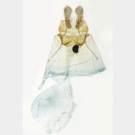 Philedone gerningana w
