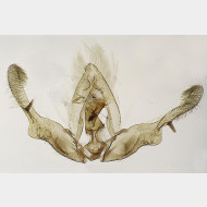 02 Piniphila bifasciana m