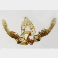 01 Pristerognatha fuligana m
