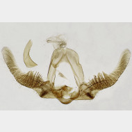 02 Pristerognatha fuligana m