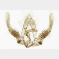 Pristerognatha fuligana m2