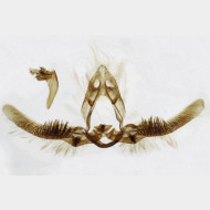 Pristerognatha fuligana m3