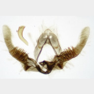 Pristerognatha fuligana m5