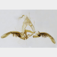 Pristerognatha fuligana m6