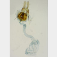 Pristerognatha fuligana w