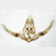 Pristerognatha penthinana m